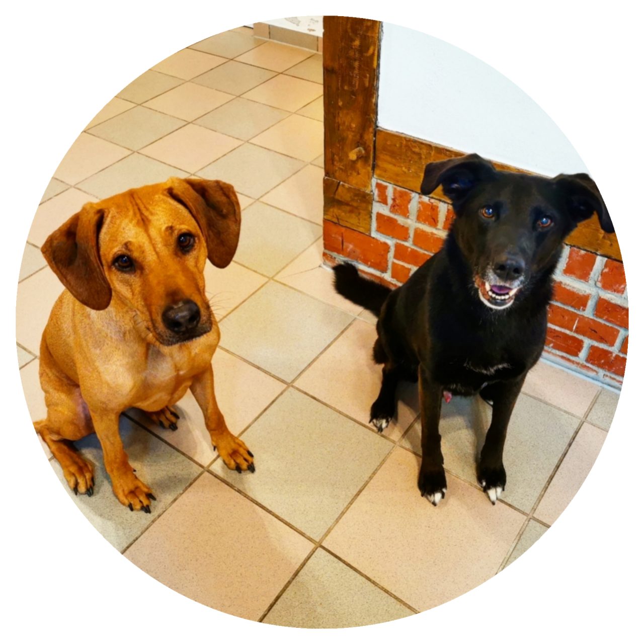 Hundestyling ⋆ Fellnest Hunde & Katzensalon in Petershagen